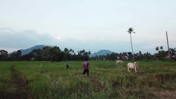 Twee Maleiers hebben plezier in het rijstveld. Twee koeien naast elkaar gebonden. — Stockvideo