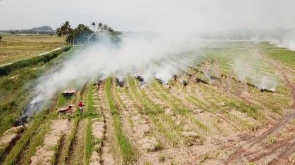 Aerial view open fire by farmer at rice paddy field. — Stock Video