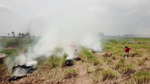 Farmer felgyújtotta Paddy Fieldet. Füstkibocsátás az égő szép szárak. — Stock videók