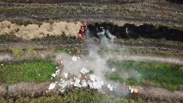 Vista aérea de arriba hacia abajo tirar basura al lado del fuego abierto en el arrozal de arroz . — Vídeo de stock