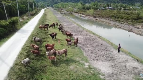 Vista aerea bambino con mucche nella zona rurale vicino Malese kampung . — Video Stock