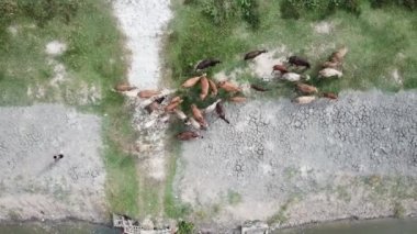 Çocuk inekleri takip et, sulak alana geri dön..