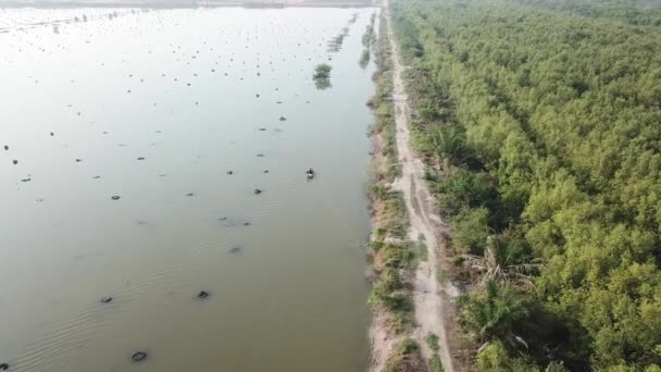 Luftaufnahme Fischer Ruderboot in nebligen Tag neben Mangrovenbäumen Wald. — Stockvideo