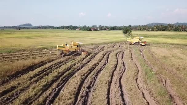 Aerial two yellow harvesters working in rice paddy field. — Stock Video
