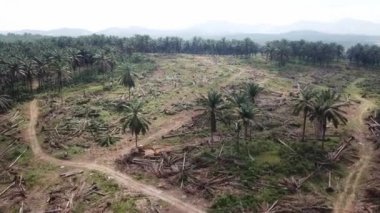 Gökyüzü manzaralı palmiye ağacı yeniden ekilmek için küçük bir tepede temizleniyor.