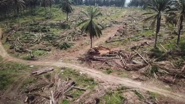 Aérea revelar la plantación de palma aceitera claro en la colina . — Vídeo de stock