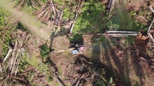 Pássaro vista limpeza de terras de palmeiras de óleo por escavadeira . — Vídeo de Stock