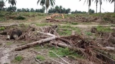 Kazıcı tarafından devrilen yağ palmiyesinin üzerinden uç..