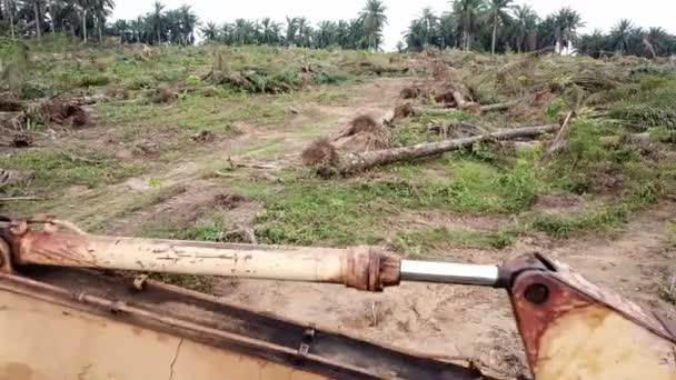 Vue aérienne voler vers l'arrière défrichement des palmiers à huile — Video