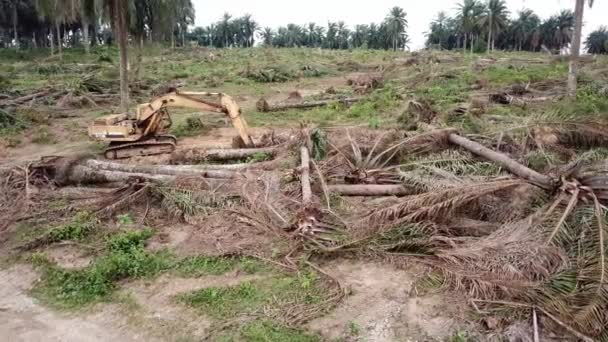 Toprak temizliği sırasında yağlı palmiye ağaçlarının devrildiği kazı alanı.. — Stok video