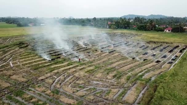 Agricoltore aereo bruciare la paglia di riso a risaia . — Video Stock