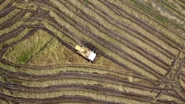 Vista em espiral aérea olhar para baixo colheitadeira em arroz paddy colheita no campo paddy . — Vídeo de Stock