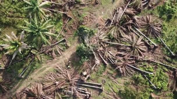 油棕榈园空中景观挖掘机推倒树木. — 图库视频影像