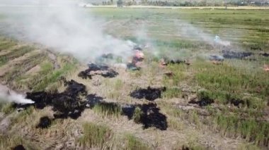 Çiftçi çeltik tarlasını alenen yaktı..