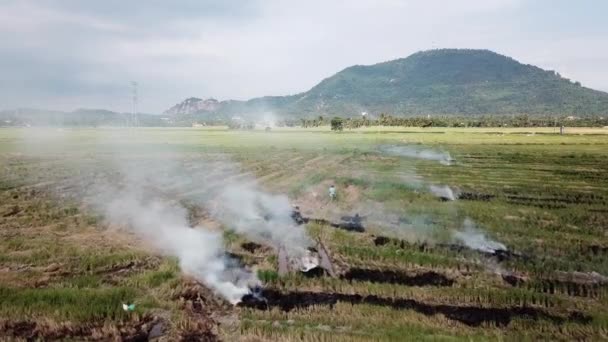 Aerial view open fire at rice paddy field. — Stock Video
