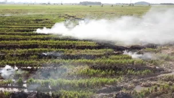 Сжигание поля фермером на остатках рисового поля . — стоковое видео