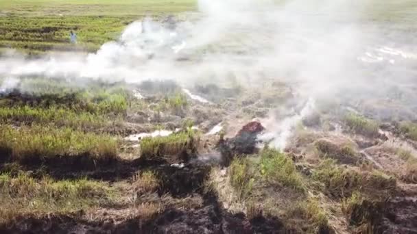 Pálení rýžového pole zemědělcem otevřeně po sklizni. — Stock video