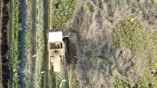 Aerial de cima para baixo vista colheitadeira amarela na fazenda paddy. Insetos é voar ao redor . — Vídeo de Stock