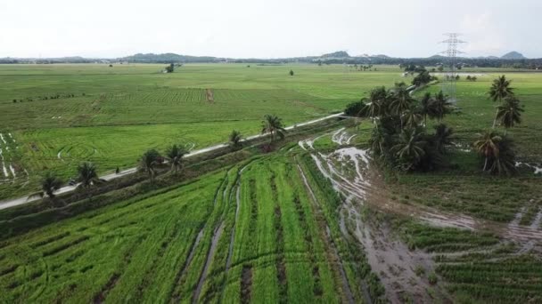 Aerial view motorcyclist and lorry at small path near paddy field. — Stock Video