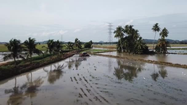 Aerial paddy field tractor in flooded field. — Stock Video