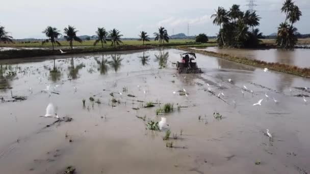 Paddy rizs teherautó szántás rizs rizsföld. — Stock videók