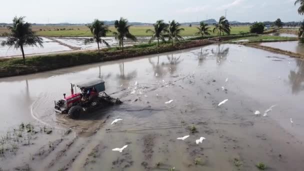 Aratura aerea del trattore davanti agli alberi di cocco . — Video Stock