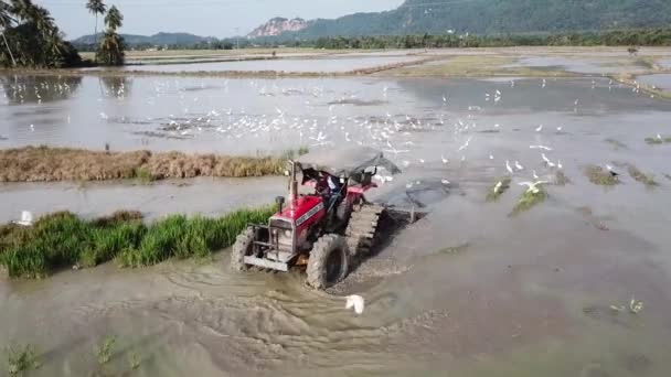 Jordbrukare plöjer det översvämmade risfältet med röd traktor. — Stockvideo