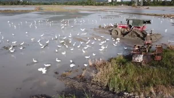 Περιστροφή παρακολούθησης των εργασιών τρακτέρ στο πεδίο paddy με egrets πετούν γύρω. — Αρχείο Βίντεο