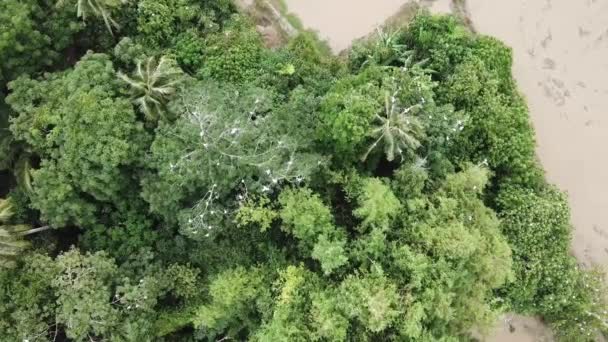 Letecký pohled Asijské openbill čáp odpočinek na stromě. — Stock video