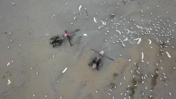 Luchttrekker die rijstveld ploegt. Witte zilverreigers wachten op voedsel. — Stockvideo