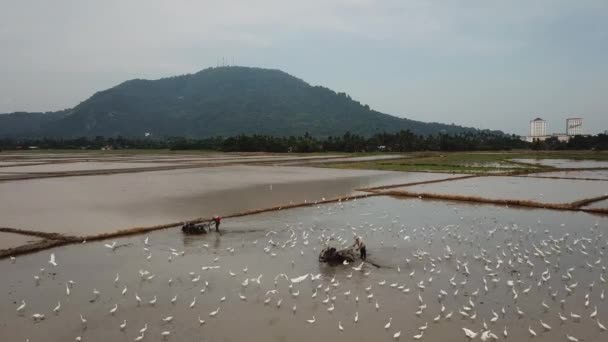 Landbouwers gebruiken helmstok trekker in rijstveld. — Stockvideo