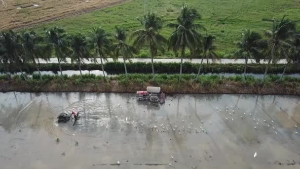 Légi mezőgazdasági termelő használja traktor előkészítése elárasztott rizs hántolatlan mező — Stock videók