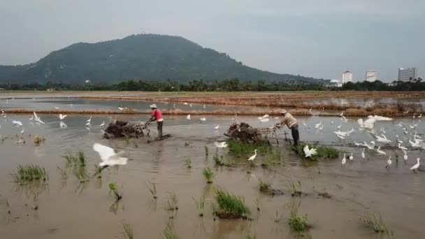 Dos granjeros utilizan tractor arando arroz arrozal con garzas blancas — Vídeos de Stock