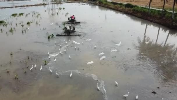 Αεροβόλα λευκά egrets πετούν ακολουθούν αγρότη στην εργασία. — Αρχείο Βίντεο