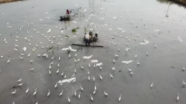 Dos agricultores arando en diferentes direcciones en el campo de arroz . — Vídeos de Stock