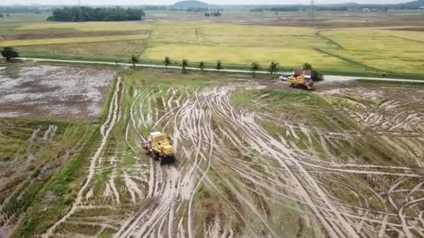 Θεριζοαλωνιστικές μηχανές που συλλέγουν ώριμη καλλιέργεια ρυζιού από αγρό. — Αρχείο Βίντεο