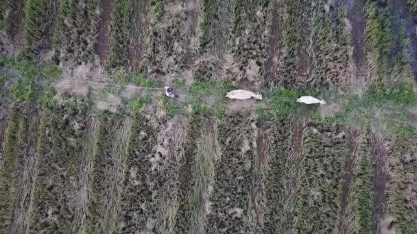 从空中看农民用绳子把奶牛拴在一起. — 图库视频影像