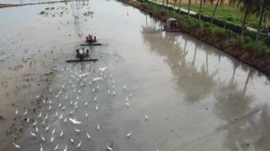 Hava manzaralı akbalıkçıllar çeltik tarlasını süren iki çiftçinin arkasında uçar..