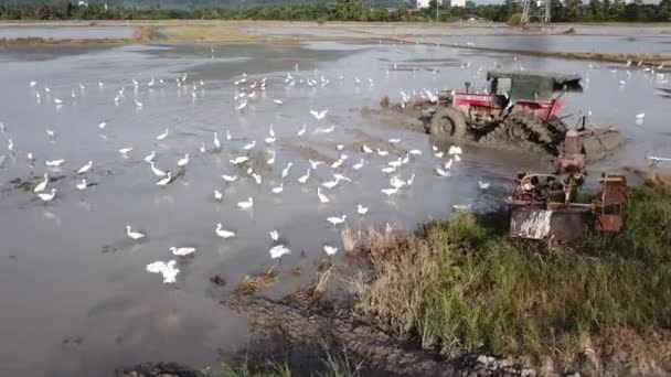 Rotation spårning traktorn arbete i Paddy fält med egrets flyga runt. — Stockvideo