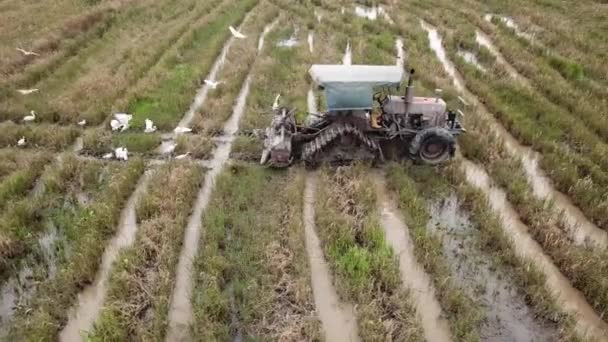 Ντόλυ λευκά egrets ακολουθήσει το πίσω μέρος του ελκυστήρα κατά τη διάρκεια όργωμα. — Αρχείο Βίντεο