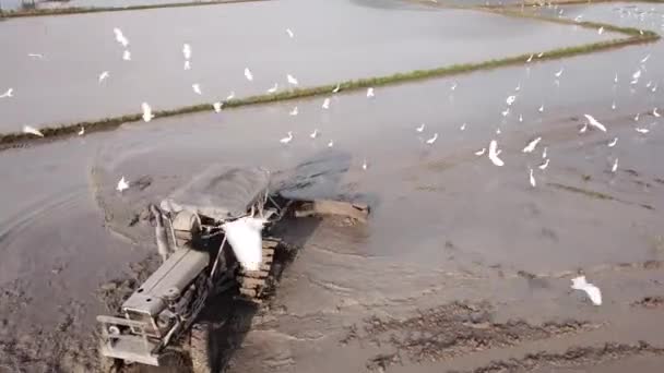 Aerial revelar trator arado em campo de arroz paddy . — Vídeo de Stock