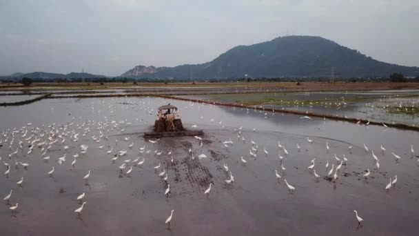 Flock av vita äggulor stanna på översvämmade ris paddyfält — Stockvideo