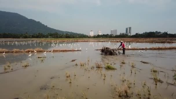 Rolnik używać ciągnika spacerowego w ryżu pole ryżowe. — Wideo stockowe