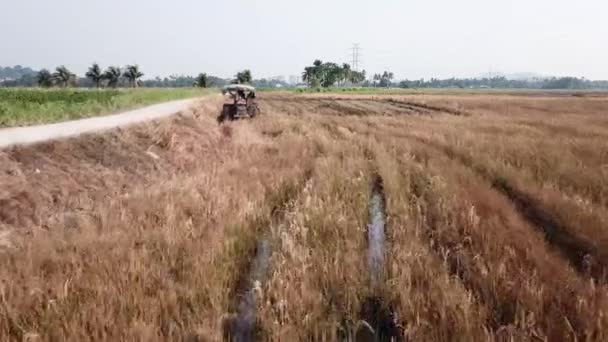 Çiftçi pirinç tarlasında traktör sürüyor.. — Stok video