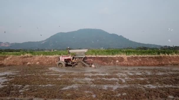 Dolly trekker ploegen in de rijst boerderij. — Stockvideo
