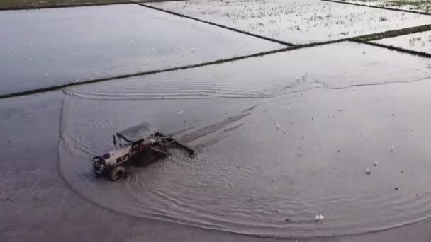 Воздушная ласточка вокруг тракторов на рисовом поле . — стоковое видео