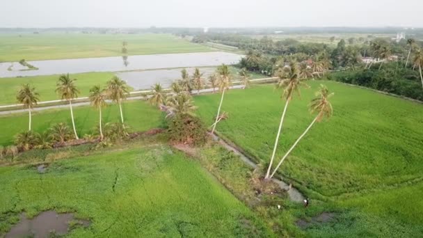 Vista aérea verde paisaje cocoteros en arrozal . — Vídeos de Stock