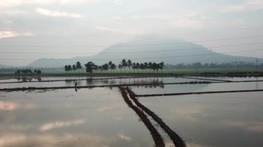 Su basmış çeltik tarlasında, fotoğrafçının üzerinde uçan bir hava aracı..