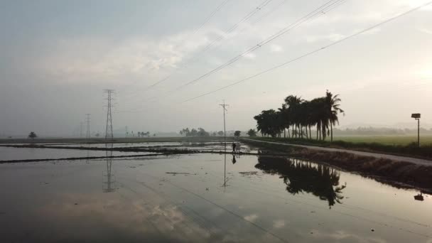 Volar hacia fotógrafo encontrar lugar en el arrozal inundado . — Vídeos de Stock