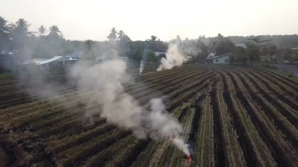 Bruciatura di paglia risaia in kampung . — Video Stock